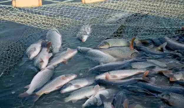 羅茨鼓風(fēng)機(jī)水產(chǎn)養(yǎng)殖鱖魚案例 羅茨鼓風(fēng)機(jī)水產(chǎn)養(yǎng)殖鱖魚案例